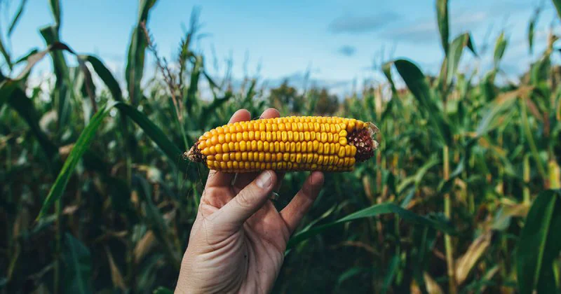 gmo means definition gmo means definition