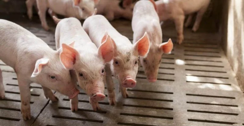 Pigs Patarapong iStock Pigs Patarapong iStock