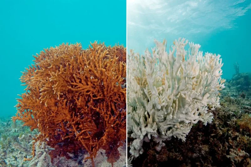 w tfpitwihcaj fmkqzwtw Staghorn coral. Credit: Rosa Li