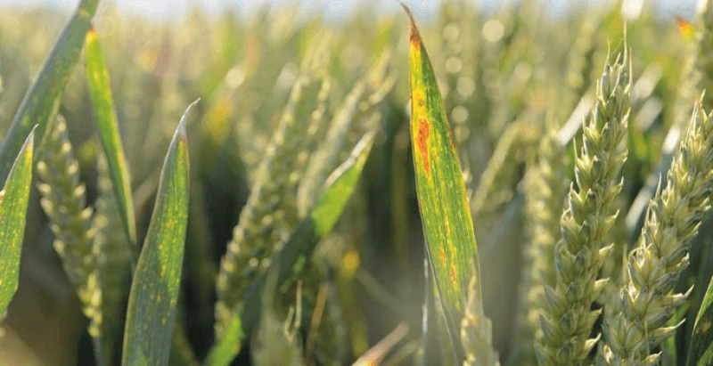 screenshot mild autumn increases virus threat to cereal crops farmers weekly screenshot mild autumn increases virus threat to cereal crops farmers weekly