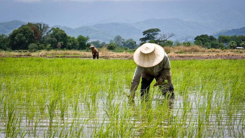 thailands rice farmers thailands rice farmers
