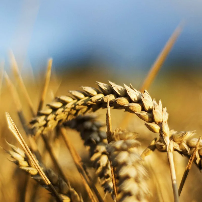 Copy of Wheat Medium e Copy of Wheat Medium e