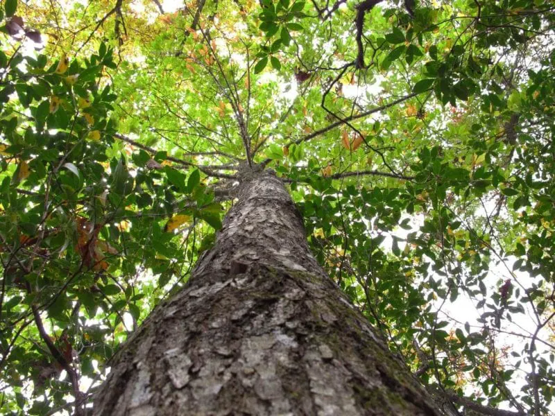 American chestnut allen breed ap American chestnut allen breed ap