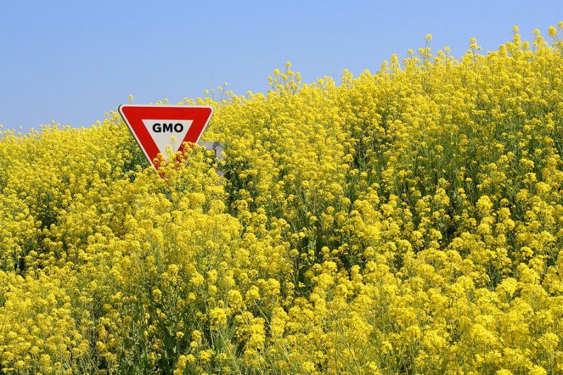 GMOcanola GMOcanola
