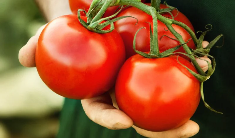 tomatoes tomatoes