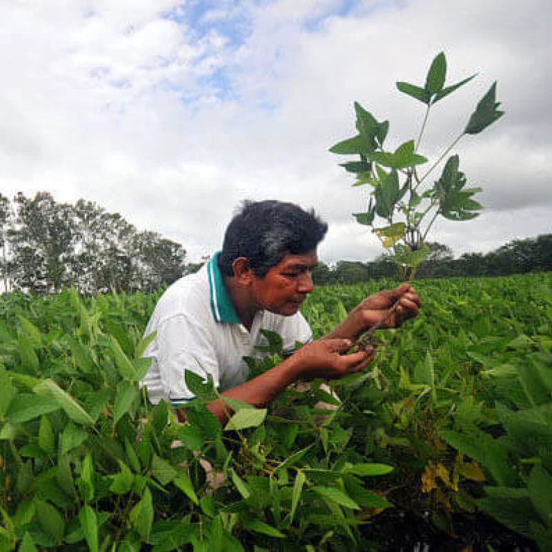 ae px Bolivia soybean e ae px Bolivia soybean e