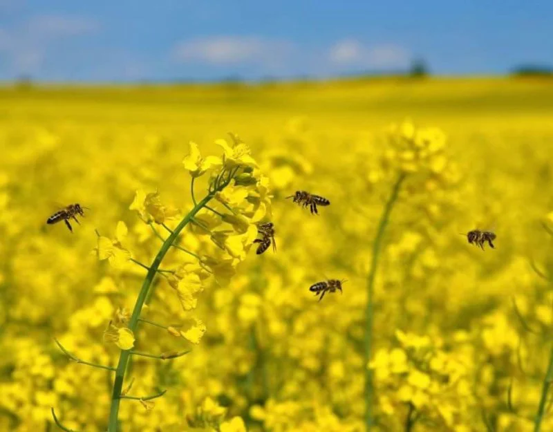 Field of oilseed rape with bees e