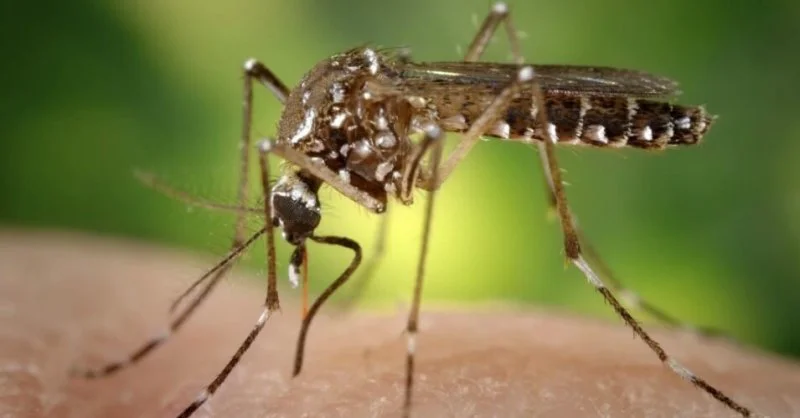 mosquito dengue mosquito dengue