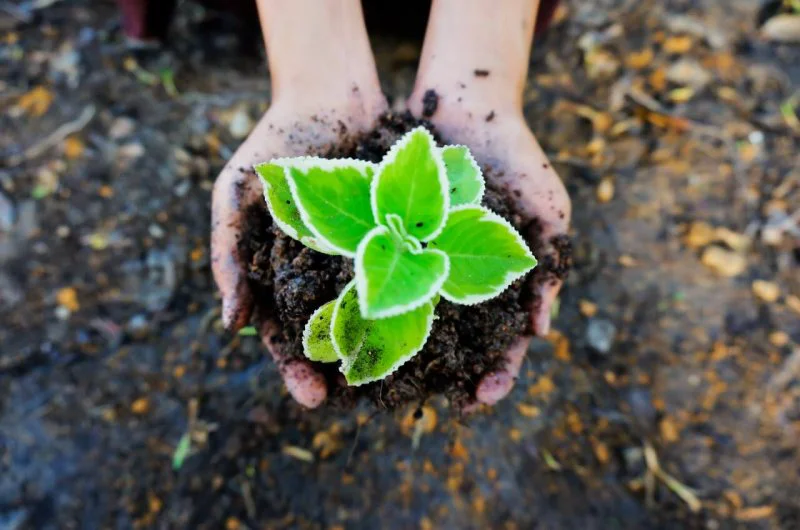 seedling seedling