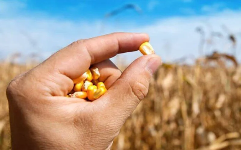 maize hand corn maize hand corn