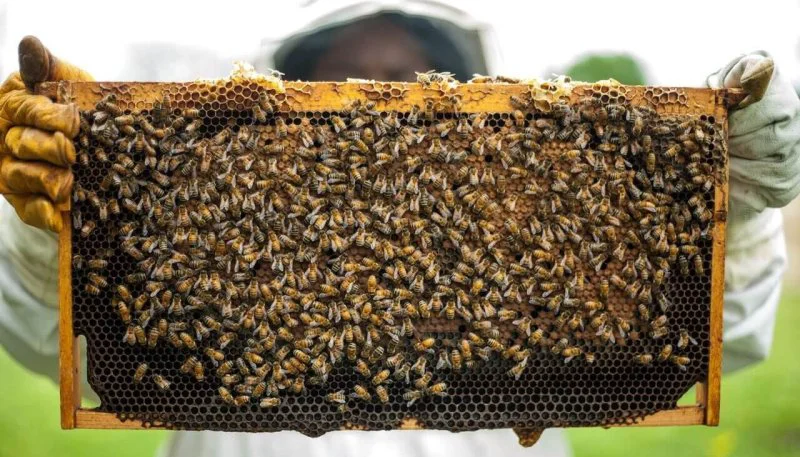 agriculture apiary beehive beekeepers beekeeping bees pxhere com e Credit: Pexels