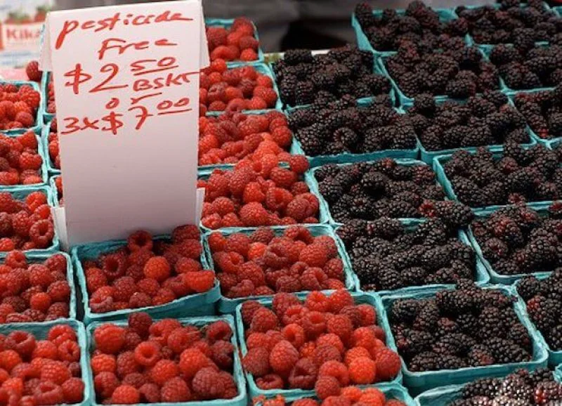 pesticide free berries thumb x b pesticide free berries thumb x b