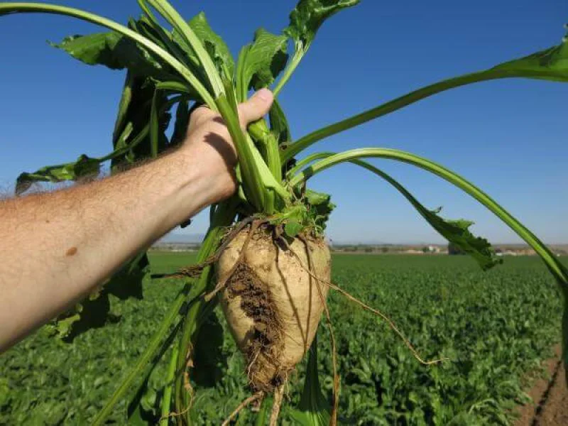 lr sugarbeet bouldercounty Credit: Luke Runyon/Harvest Public Media