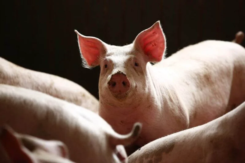 pig pig