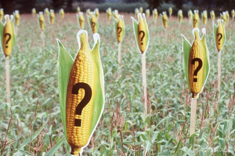 greenpeace marks a maize field greenpeace marks a maize field