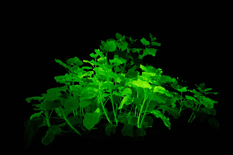 glowing plants side view glowing plants side view