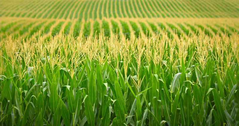corn corn