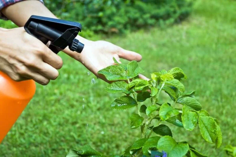 diy organic pesticide sprays Credit: Fruit Bouquets