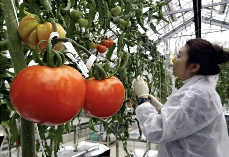 A University of Tsukuba researcher harvests genome-edited tomatoes in Tsukuba, Ibaraki Prefecture. Credit: Yomiuri Shimbun