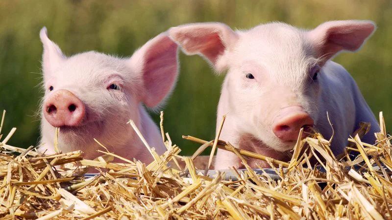 piglets today tease a c b ccf c b f piglets today tease a c b ccf c b f