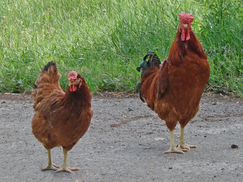 poltava chicken breed male and female poltava chicken breed male and female