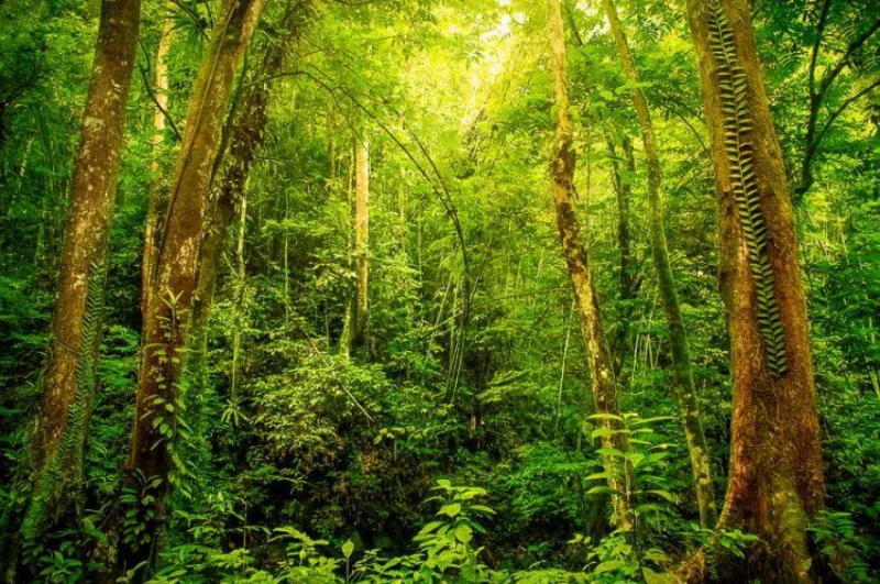 p ecuador rainforest p ecuador rainforest