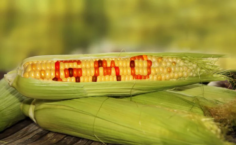 gmo gmo