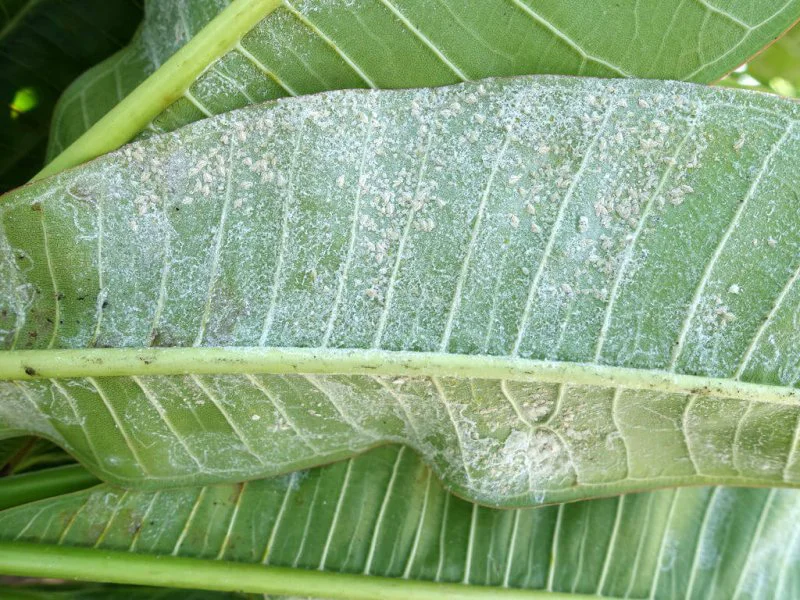 Plumeria Whiteflies Plumeria Whiteflies
