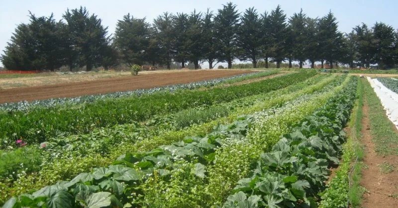 agro agro