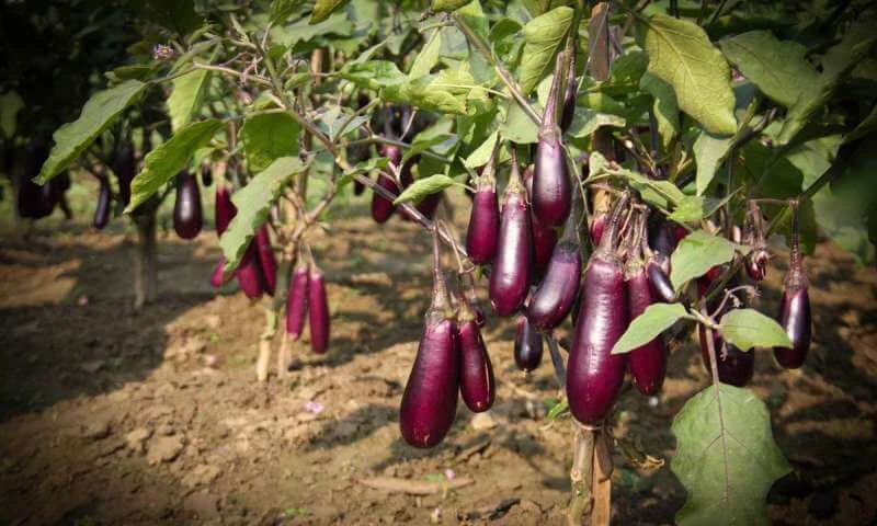 brinjal brinjal