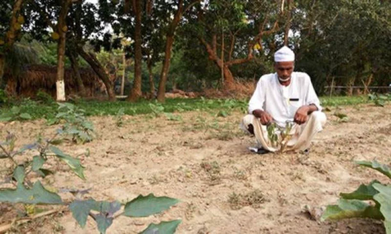 Bangladeshi Bt Brinjal trial fails Bangladeshi Bt Brinjal trial fails