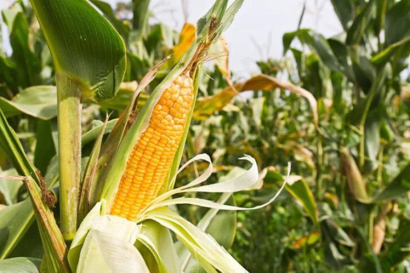 corn cob corn cob