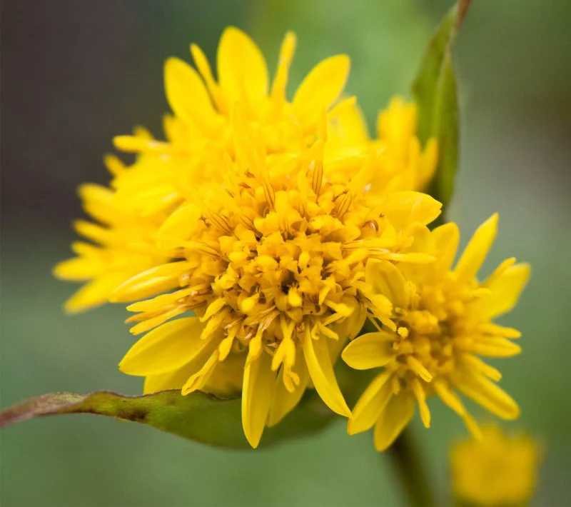 solidago virgaurea var leiocarpa