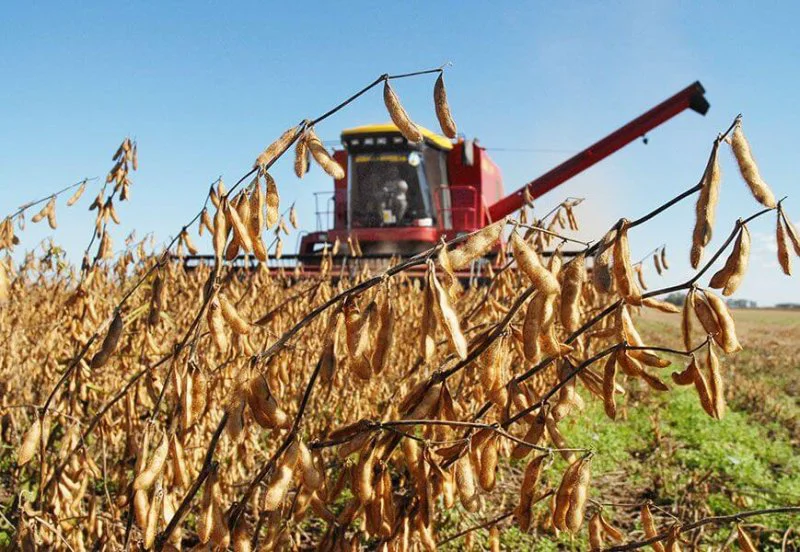 soybean brazil soybean brazil