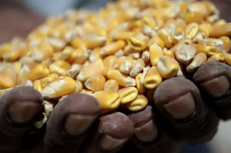 SA corn