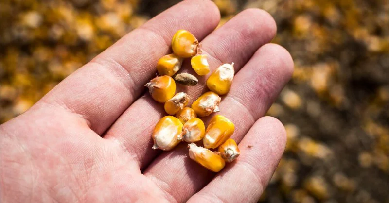 corn kernels hand field x corn kernels hand field x