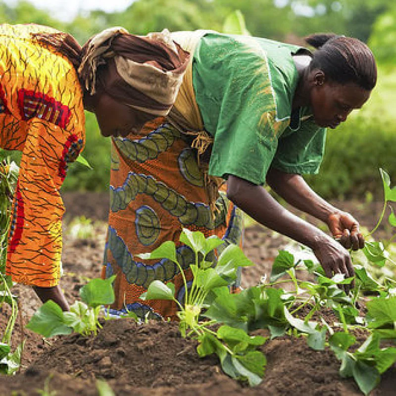 wpid African women farmers e wpid African women farmers e