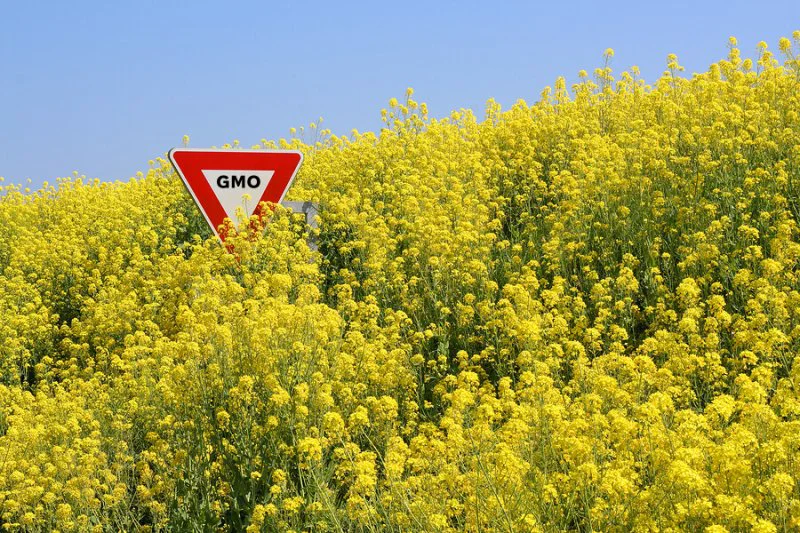 GMOcanola GMOcanola