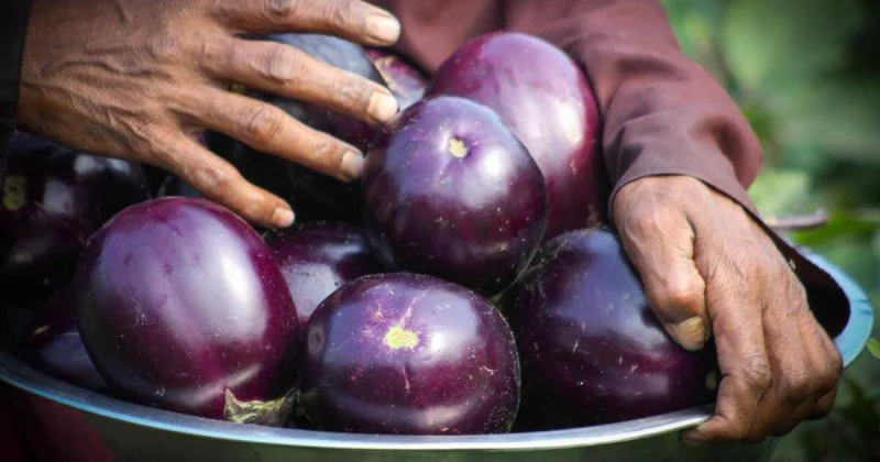 Credit: Cornell CALS