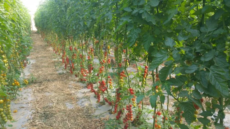 hu TomatoPlantation ItayZemach x hu TomatoPlantation ItayZemach x