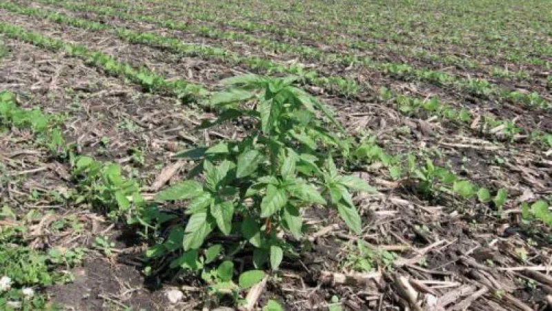 Waterhemp in soybean stubble x