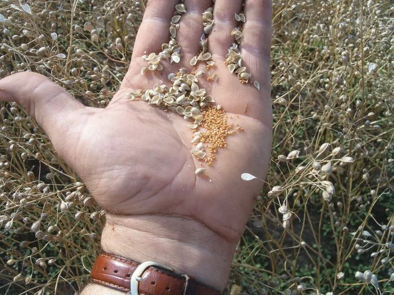 Camelina Oct Sc Camelina Oct Sc