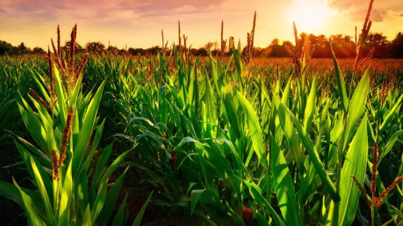 gmo corn field x gmo corn field x