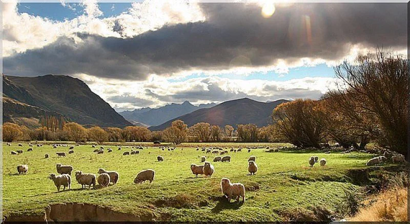 New Zealand New Zealand