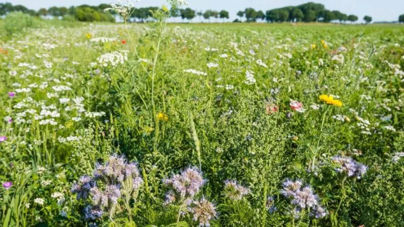 biodiversity x biodiversity x