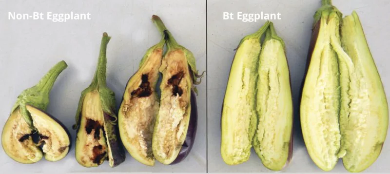 screenshot questions and answers about the fruit and shoot borer resistant eggplant bt talong the first filip screenshot questions and answers about the fruit and shoot borer resistant eggplant bt talong the first filip