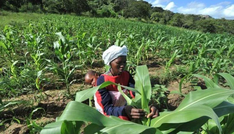 gm maize zimbabwe gm maize zimbabwe