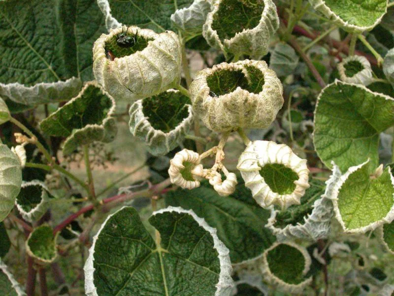dicamba