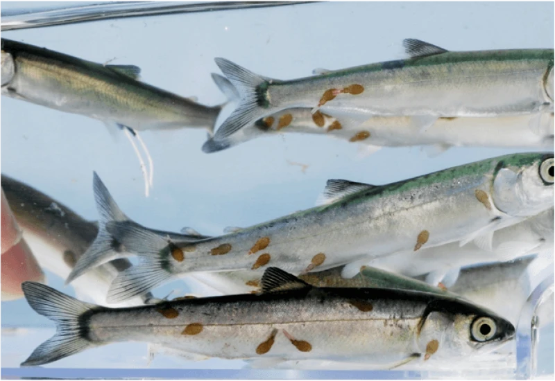 sockeye sockeye