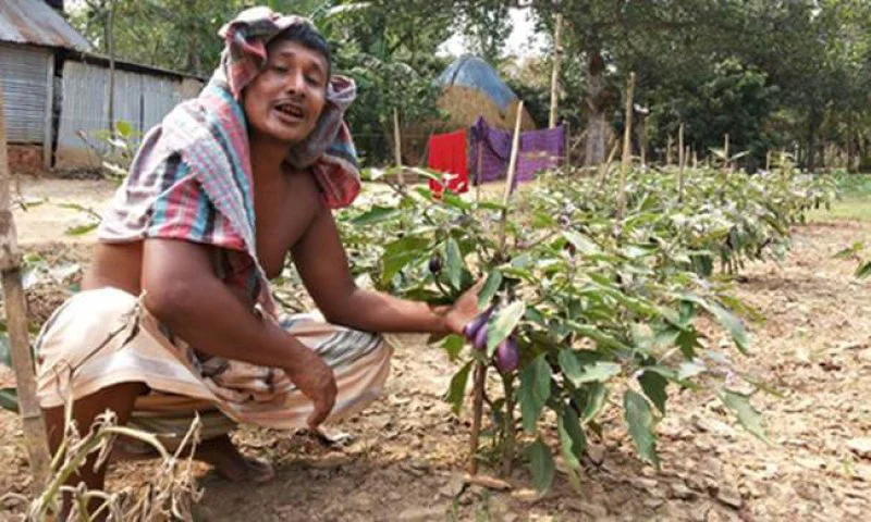 Bangladeshi Bt Brinjal trial fails Bangladeshi Bt Brinjal trial fails